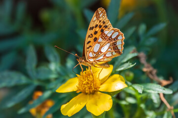 Obraz na płótnie Canvas A butterfly, a queen of Spain fritillary, lat. Issoria lathonia, sitting on a yellow flower and drinks nectar with its proboscis. Butterfly collects nectar on flower.