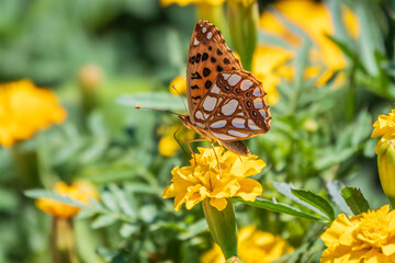 A butterfly, a queen of Spain fritillary, lat. Issoria lathonia, sitting on a yellow flower and drinks nectar with its proboscis. Butterfly collects nectar on flower.