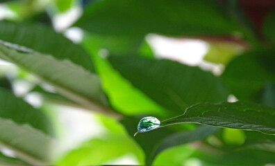 A drop of water on the tip of a leaf, blurred background