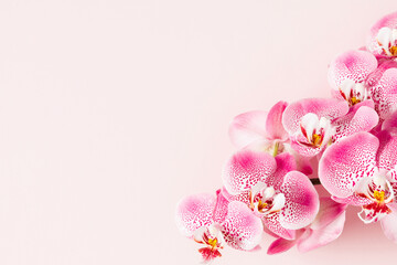 Pink orchid, blooming orchid branch on pink background. Happy Women's, Mother's, Valentine's Day, greeting card design.