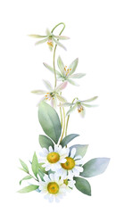 A bouquet of chamomile, flowers and green leaves hand drawn in watercolor isolated on a white background. Watercolor floral illustration.