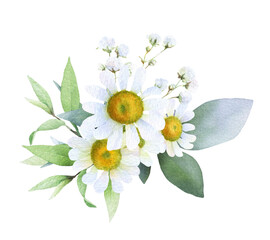 A bouquet of chamomile, gypsophila branch and green leaves hand drawn in watercolor isolated on a white background. Watercolor floral illustration.