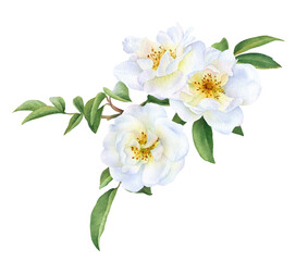 The floral illustration of the white wild roses on the leafed branch hand drawn in watercolor isolated on a white background. Botanical illustration.