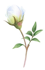 White rose bud with green leaves hand drawn in watercolor isolated on a white background. Watercolor floral illustration.