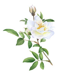The floral illustration of the white wild rose and buds on the leafed branch hand drawn in watercolor isolated on a white background. Botanical illustration.