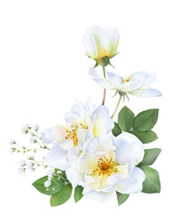 The floral composition of the white wild roses, buds, leaves and gypsophila branch hand drawn in watercolor isolated on a white background. Botanical illustration.