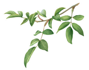 Rose plant branch with green leaves hand drawn in watercolor isolated on a white background. Watercolor floral illustration.