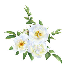 The floral composition of the white wild roses, buds and leaves  hand drawn in watercolor isolated on a white background. Botanical illustration.