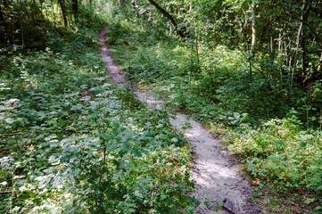 Fototapeta premium Forest trail. A road in the woods. A forest alley. Old beautiful trees.