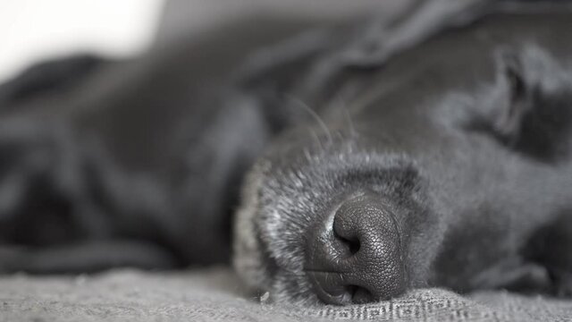 black wet nose of sleeping labrador retriever dog