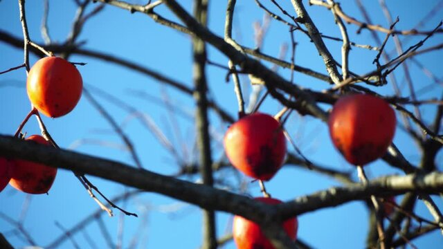 bare branches of persimmon tree against background of sunny blue sky, repeat fruits of persimmon and autumn harvest. natural fruit product grown in garden. Healthy persimmon, vitamins. Persimmon