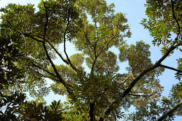 branches against sky