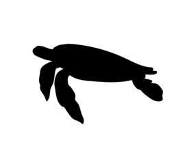 Turtle silhouette on white background. Animal illustration for wedding invitations