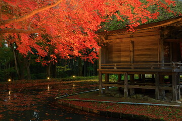 Obraz premium 世界遺産 岩手県平泉町 中尊寺 紅葉のライトアップ