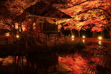 世界遺産　岩手県平泉町　中尊寺　紅葉のライトアップ