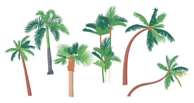 Set of Different Palm Trees, Banana, Coconut Tropical Plants with Straight and Bent Trunks. Graphic Design Elements