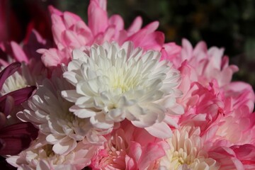 pink chrysanthemum flower
