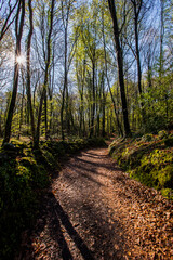 Spring sunrise in La Fageda D En Jorda Forest, La Garrotxa, Spain
