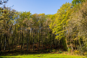 Spring sunrise in La Fageda D En Jorda Forest, La Garrotxa, Spain