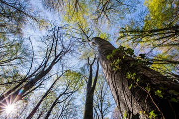 Spring sunrise in La Fageda D En Jorda Forest, La Garrotxa, Spain