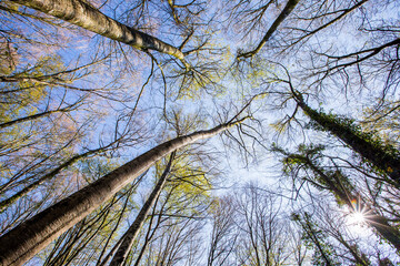 Spring sunrise in La Fageda D En Jorda Forest, La Garrotxa, Spain