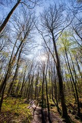 Spring sunrise in La Fageda D En Jorda Forest, La Garrotxa, Spain