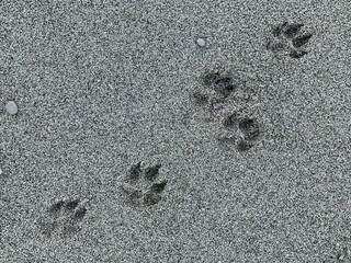 Dog footprints in the sea sand. Background texture: summer beach walks. Animal footprint on the sandy seashore.