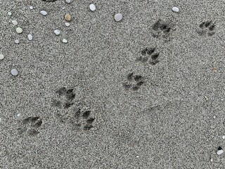 Dog footprints in the sea sand. Background texture: summer beach walks. Animal footprint on the sandy seashore.