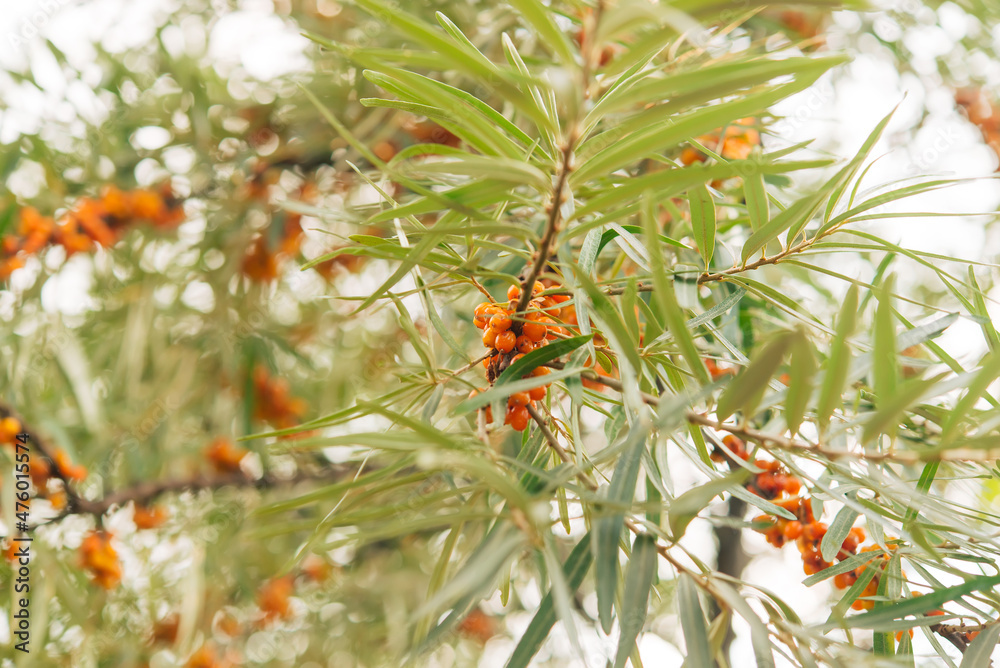 Sticker branch of useful sea buckthorn berries on a bush with green leaves