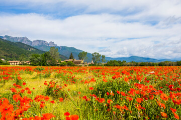 Poppy flowers and spring in Hostalets D En Bas, La Garrotxa, Spain
