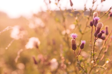 Wild meadow flowers at sunset