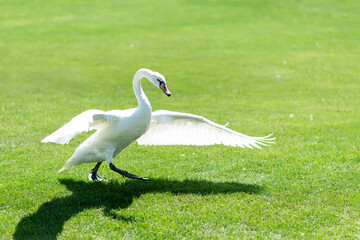graceful white swan walks on the grass, beautifully spread its wings	