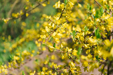 Blooming in spring. Forsythia is a spectacular early flowering shrub with yellow flowers