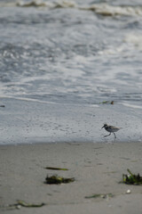 打ち寄せる波間に餌を探す鳥