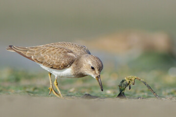 Temminck's stint