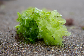 Ulva lactuca, sea salad, edible green seaweed on the shore. The concept of the ecological problem of the death of algae. Crimean peninsula. - obrazy, fototapety, plakaty
