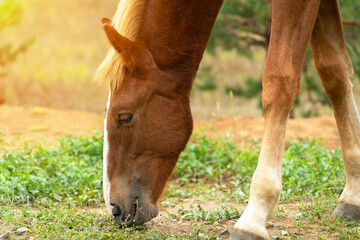 Naklejka na ściany i meble Young brown colt eating grass in the field, close-up portrait