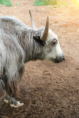 Fototapeta premium A gray domestic yak on a livestock farm. Animal Farm