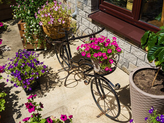 Fototapeta na wymiar An iron decorative bike stands with beautiful flowers in pots. Rosa Khutor