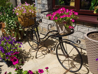 Fototapeta na wymiar An iron decorative bike stands with beautiful flowers in pots. Rosa Khutor