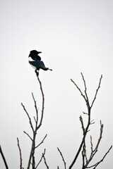 A black and white magpie sitting on a leafless branch at the top of a tree, white background