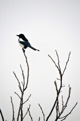A black and white magpie sitting on a leafless branch at the top of a tree, white background