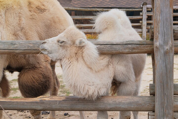 Little bactrian white camel eating hay at the zoo, close up. Keeping wild animals in zoological...