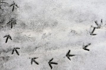 Pheasant tracks in the snow