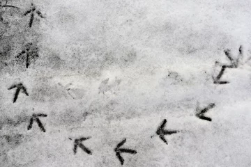 Fototapete Rund Pheasant tracks in the snow © E-lona
