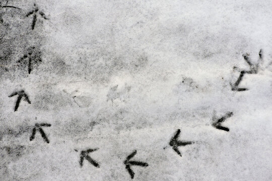 Pheasant Tracks In The Snow