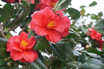 Obraz premium ツバキ