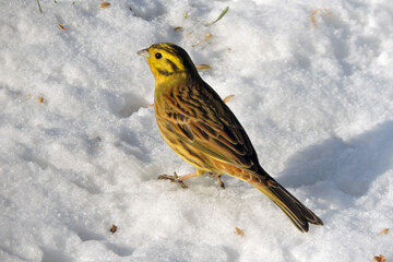 A portrait of a yellowhammer sitting in snow in the sunlight in winter