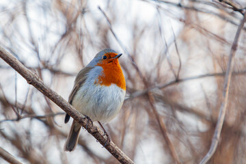 The European robin (Erithacus rubecula), known simply as the robin or robin redbreas.
