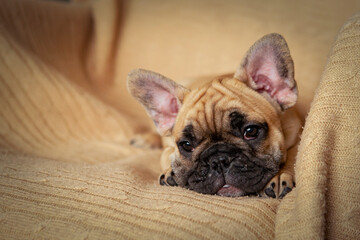 Portrait of a funny French bulldog puppy..
